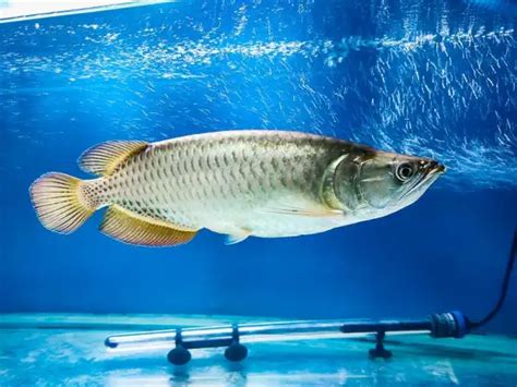 Arowana Fish For Sale: Silver Arowana, Jardini Arowana, Black .